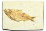 Detailed Fossil Fish (Knightia alta) - Wyoming #360691-1